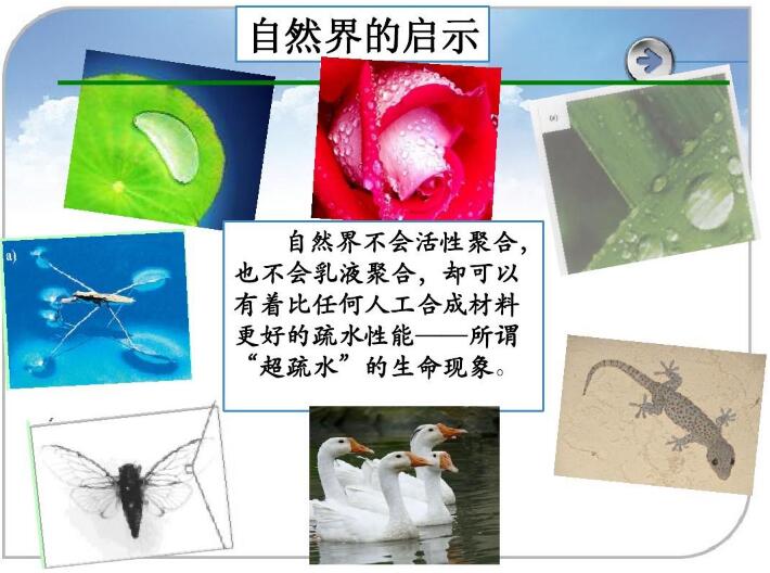 “超疏水”的生命現象