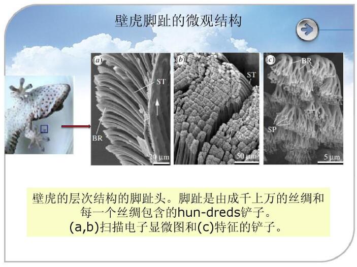 壁虎腳趾的微觀結構